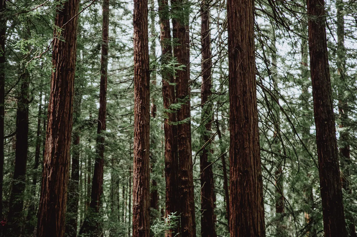 Fotografia de árvores reunidas em uma floresta, por Caleb Woods